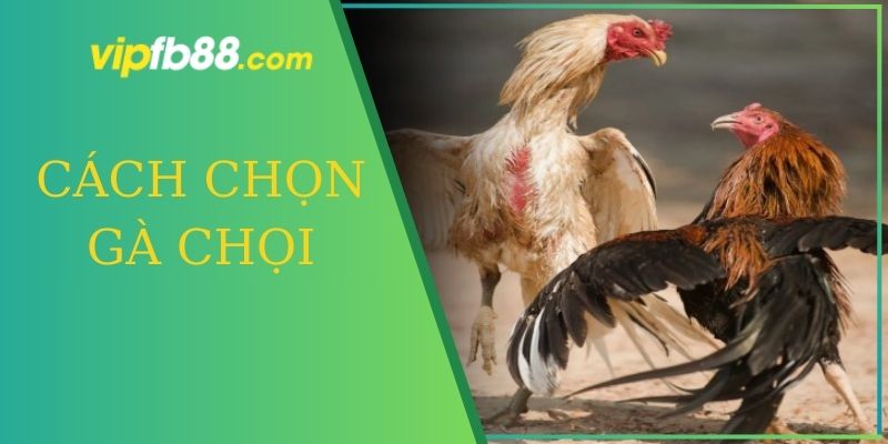 cách chọn gà chọi chuẩn xác tại fb88